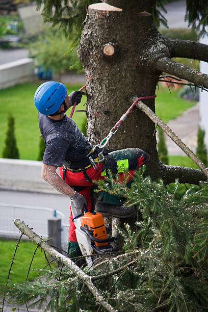 Best Tree Cabling and Bracing  in Pella, IA